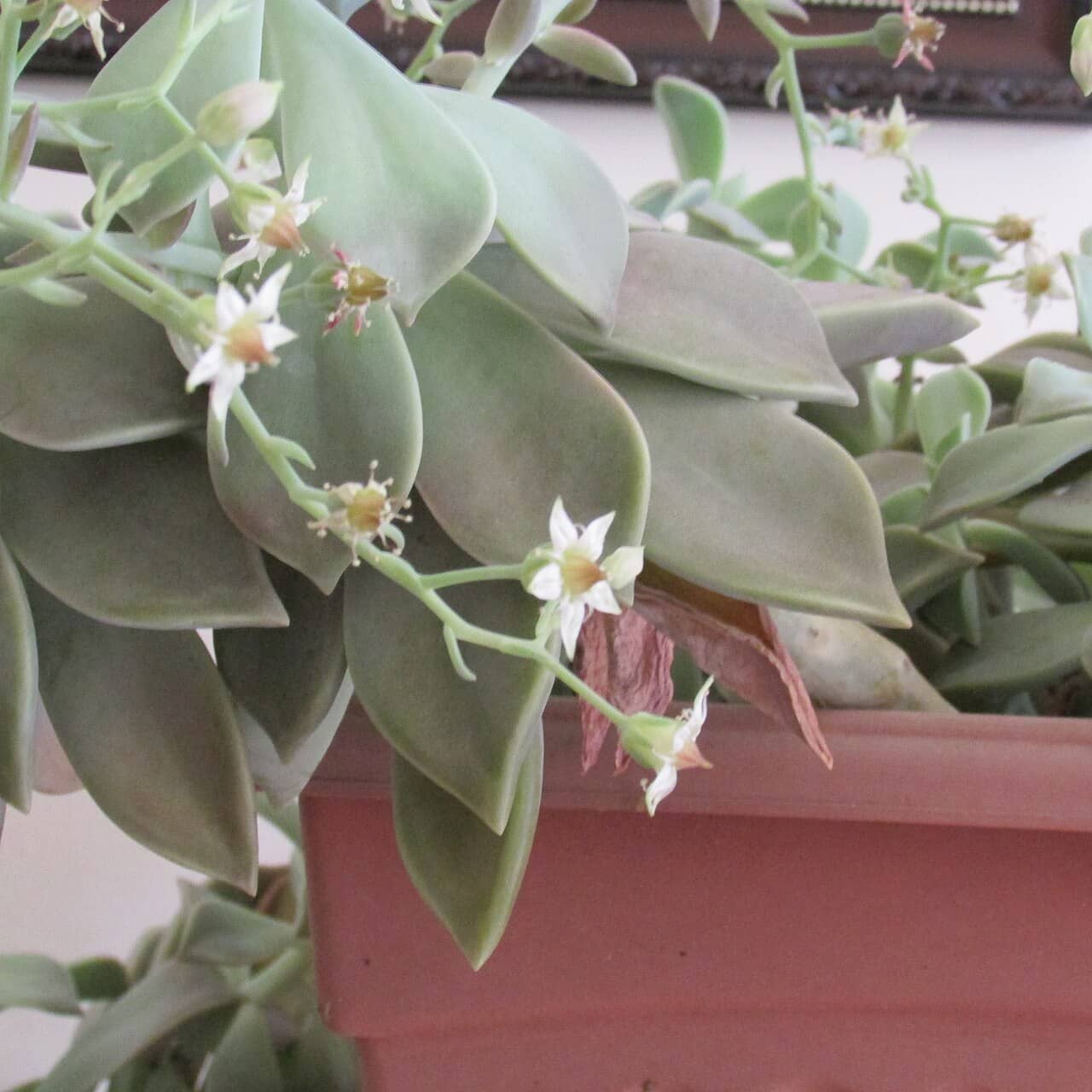 Ghost Plant (Graptopetalum paraguayense) growing in a pot.