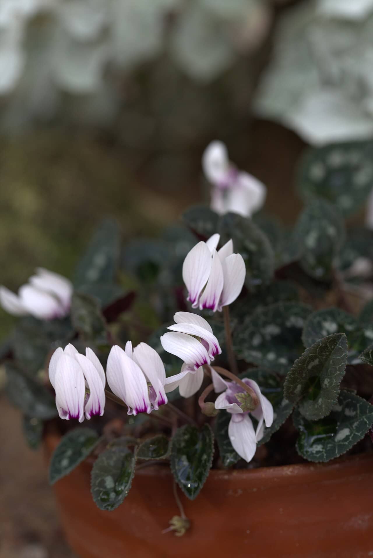 Greek Cyclamen (Cyclamen graecum), the whole plant.