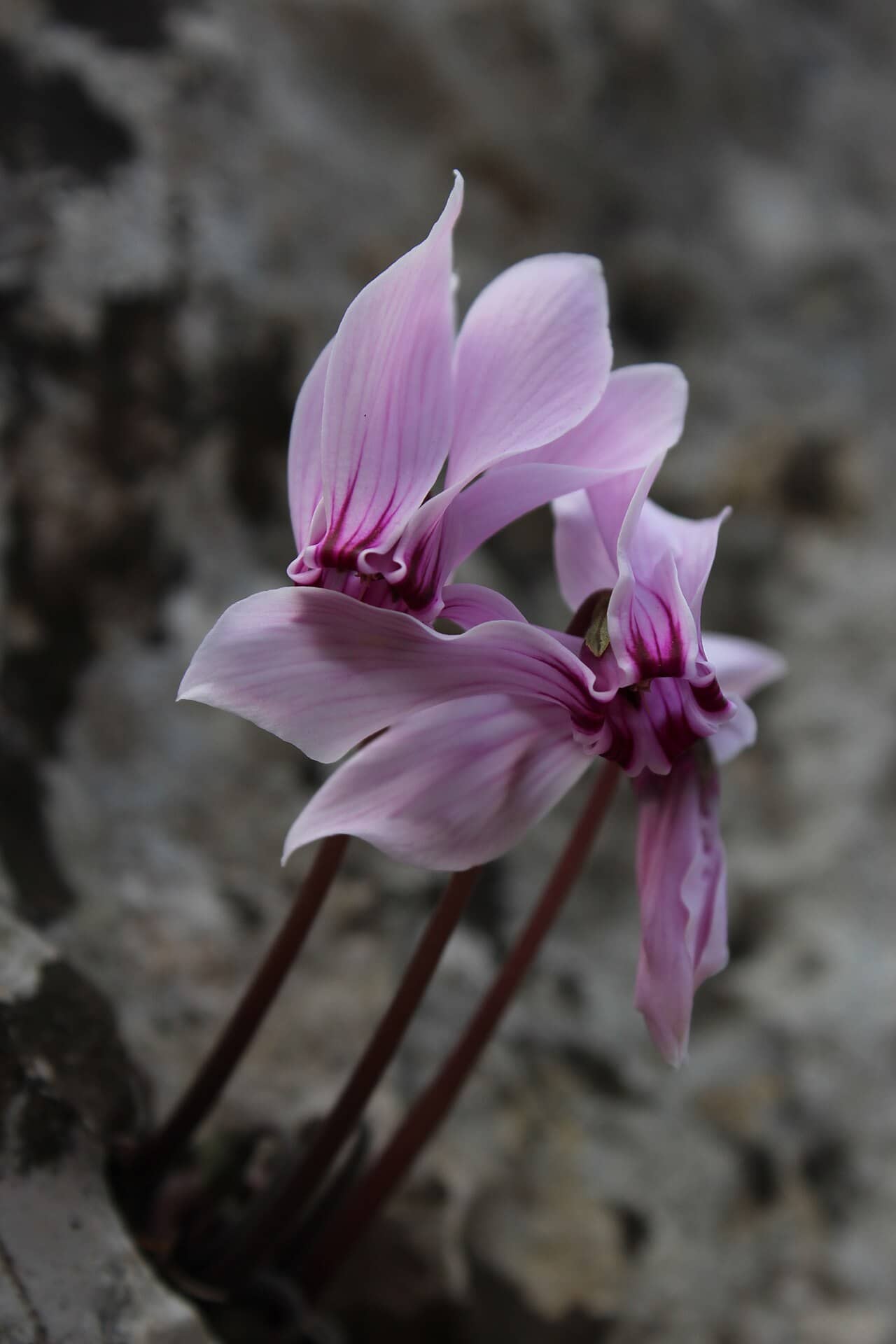 Flowers of Greek Cyclamen (Cyclamen graecum).