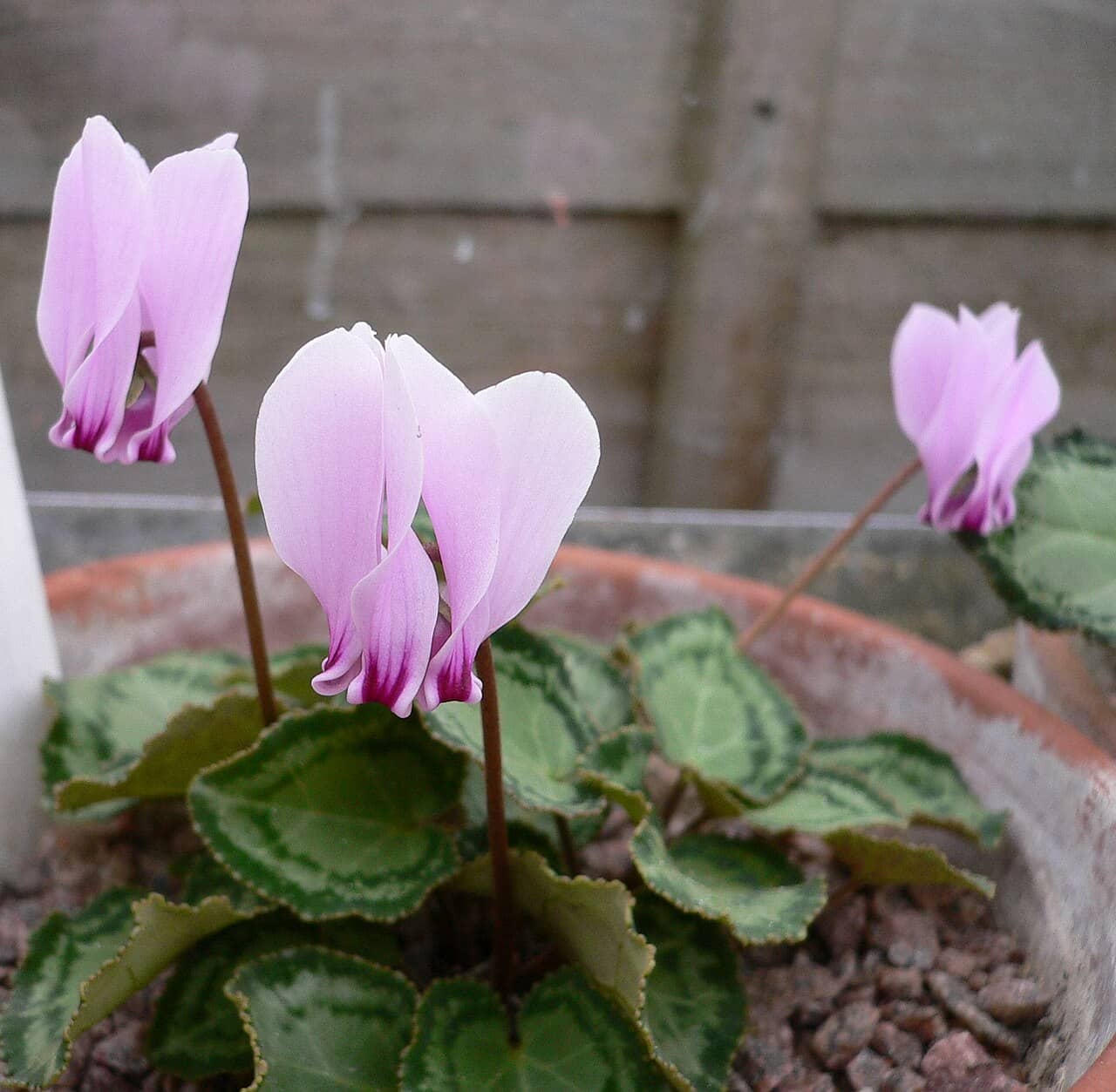 Greek Cyclamen (Cyclamen graecum) growing in a pot.