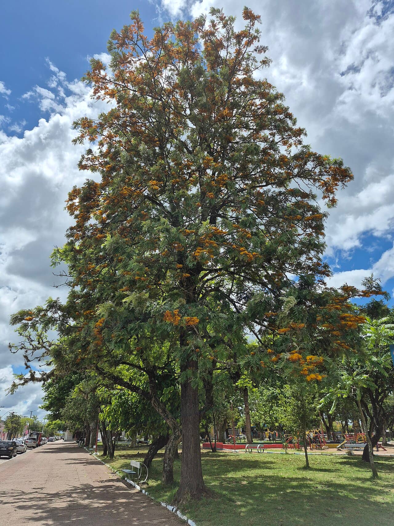 Grevillea robusta (Grevillea robusta), the whole plant.