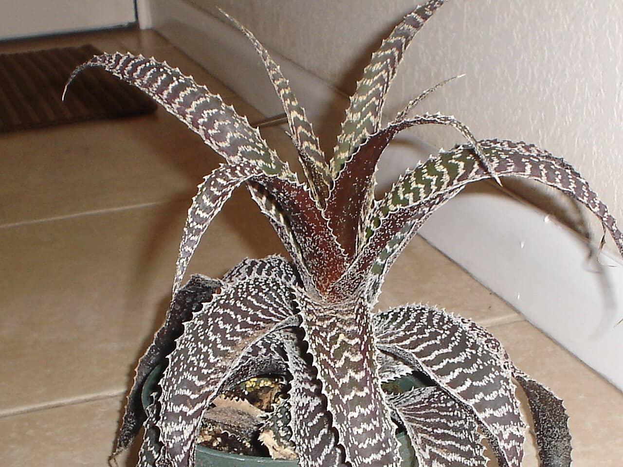 Gurken's Orthophytum (Orthophytum gurkenii), the whole plant.