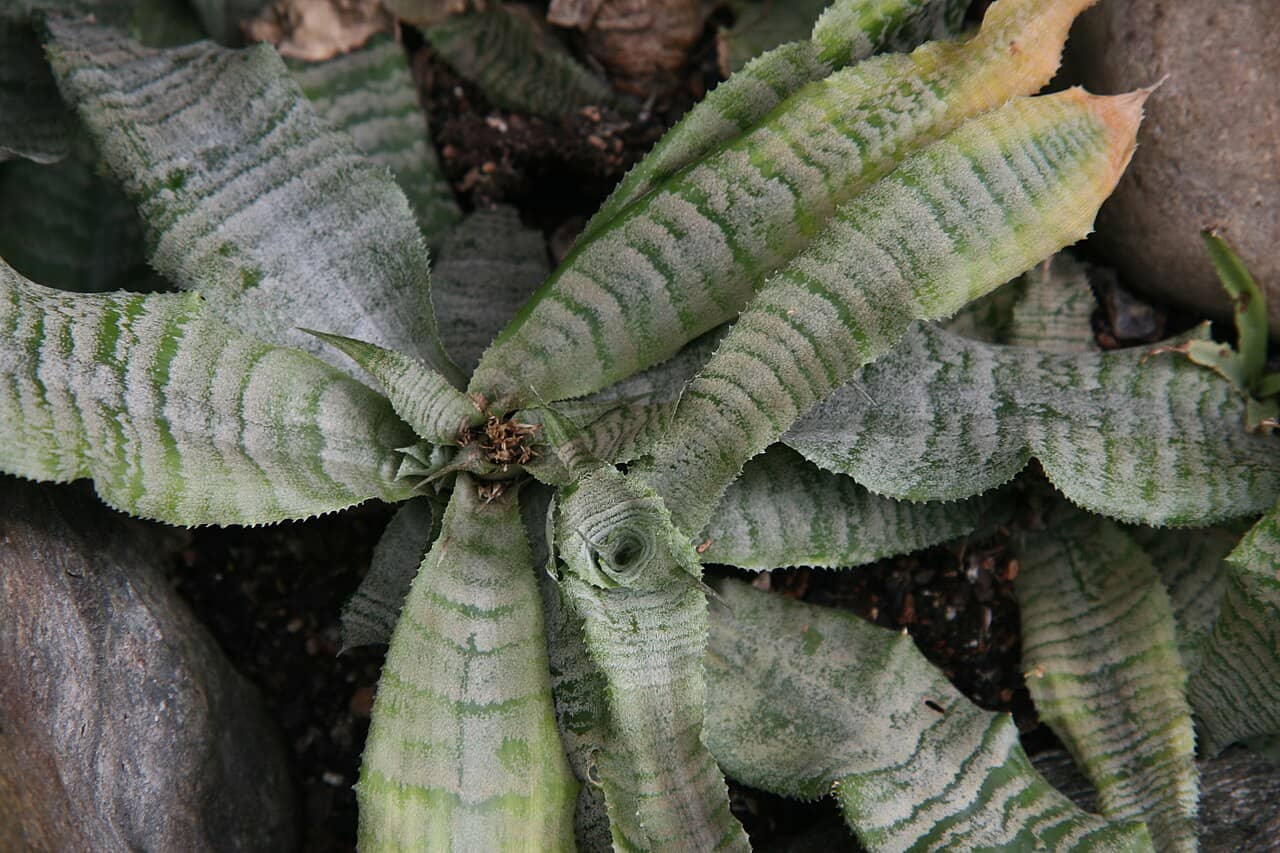 Close view of Gurken's Orthophytum (Orthophytum gurkenii) foliage.