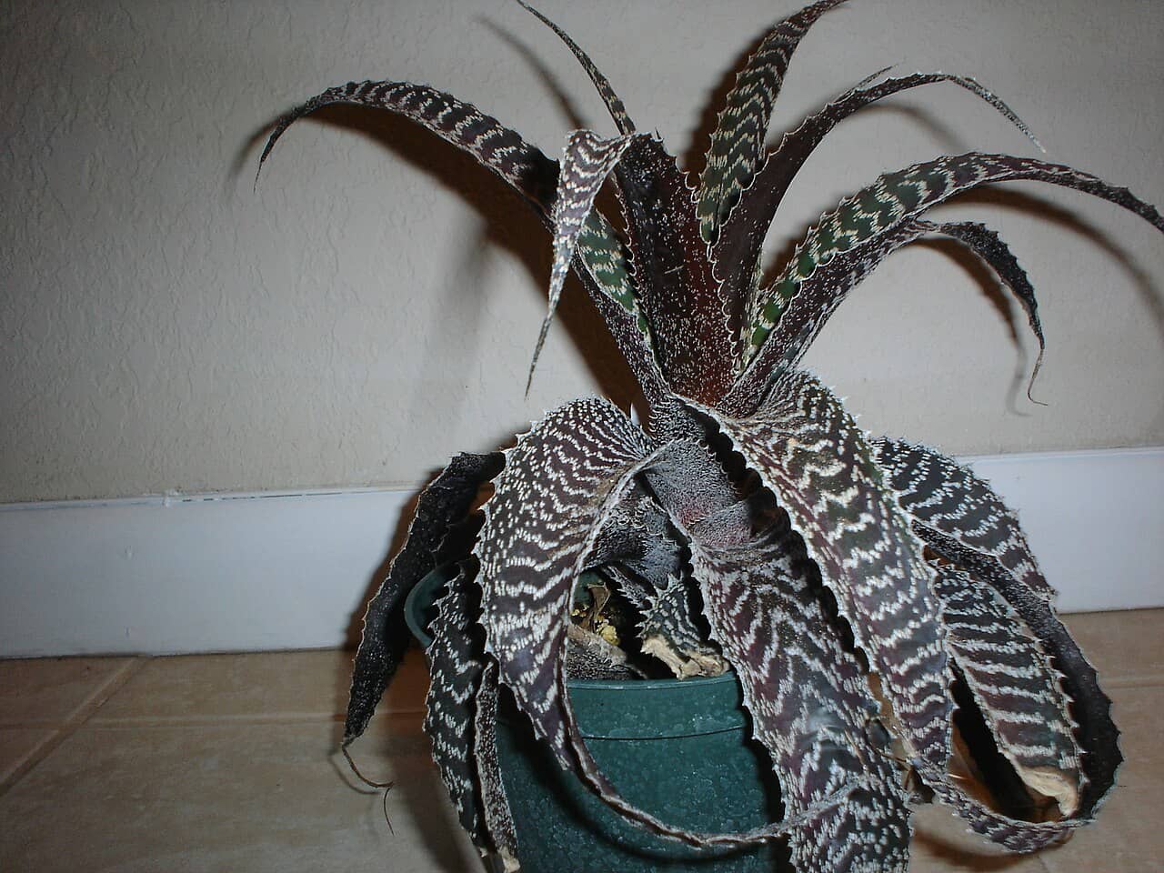 Gurken's Orthophytum (Orthophytum gurkenii) growing in a pot.