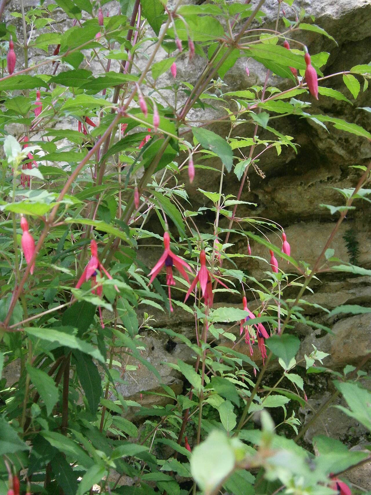 Hardy fuchsia (Fuchsia magellanica), the whole plant.