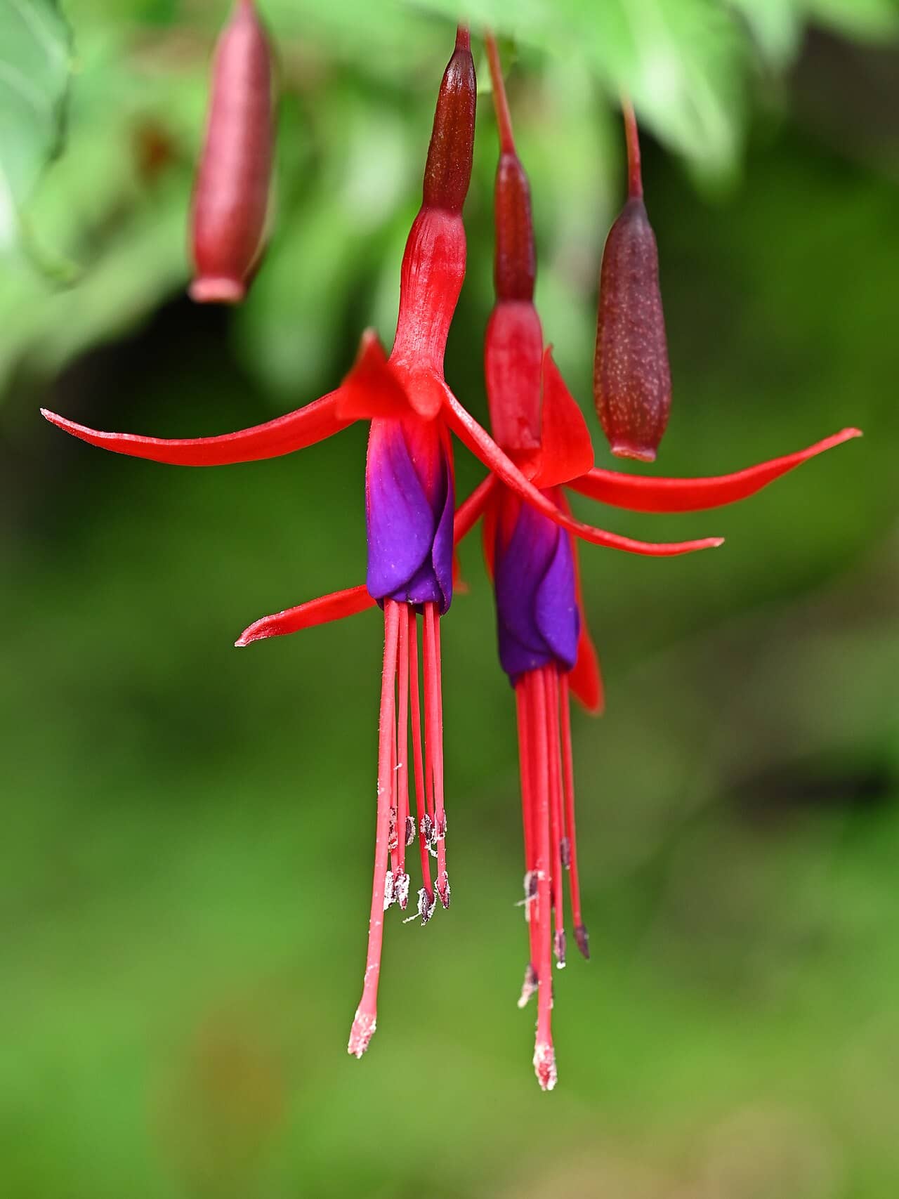 Flowers of Hardy fuchsia (Fuchsia magellanica).