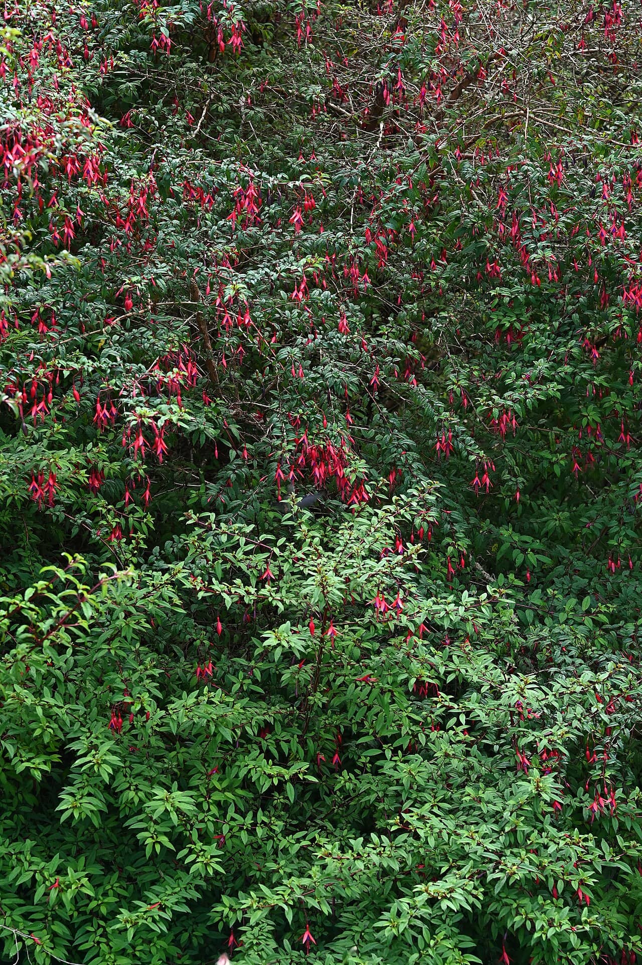 Hardy fuchsia (Fuchsia magellanica) growing wild.