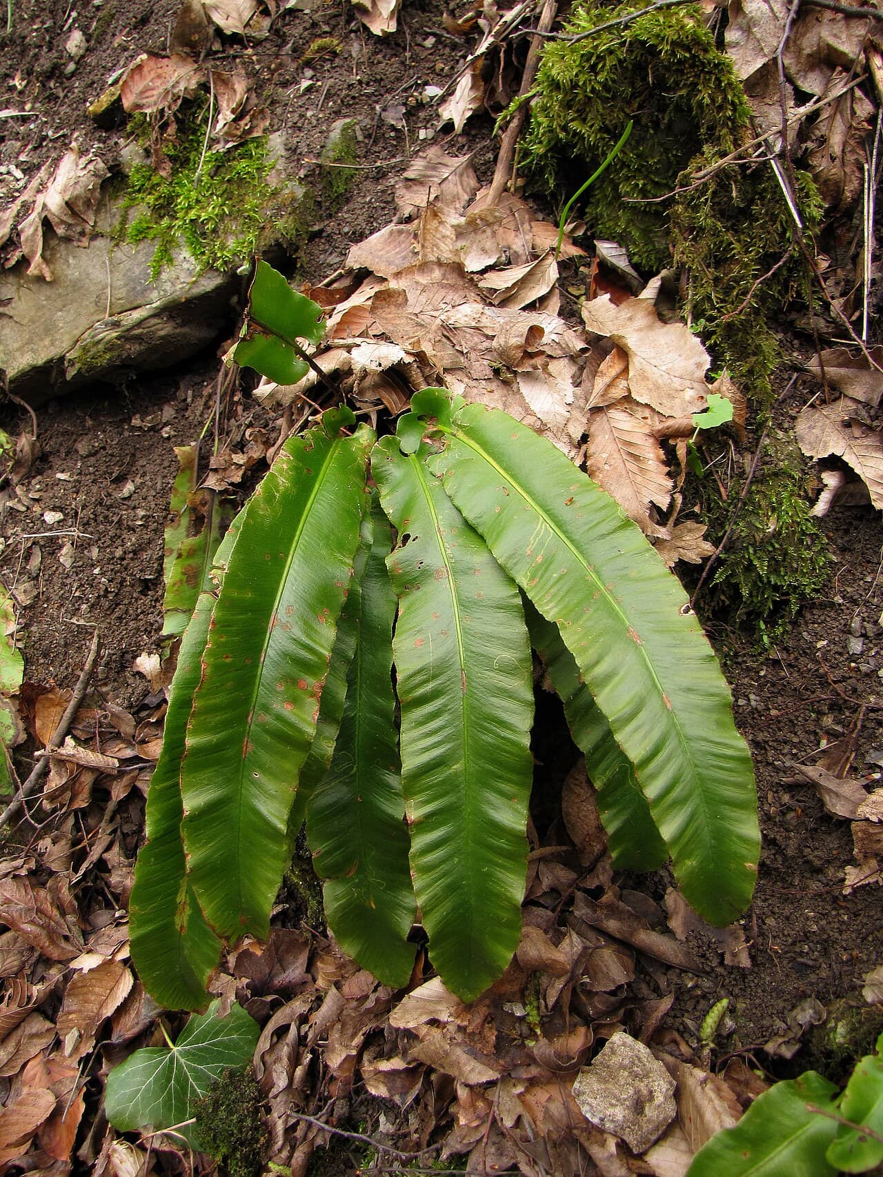 Hart's tongue fern (Asplenium scolopendrium), the whole plant.