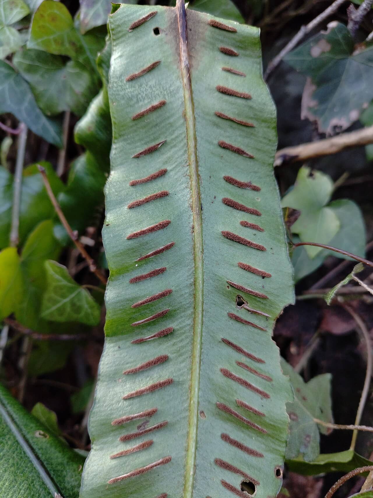Close view of Hart's tongue fern (Asplenium scolopendrium) foliage.
