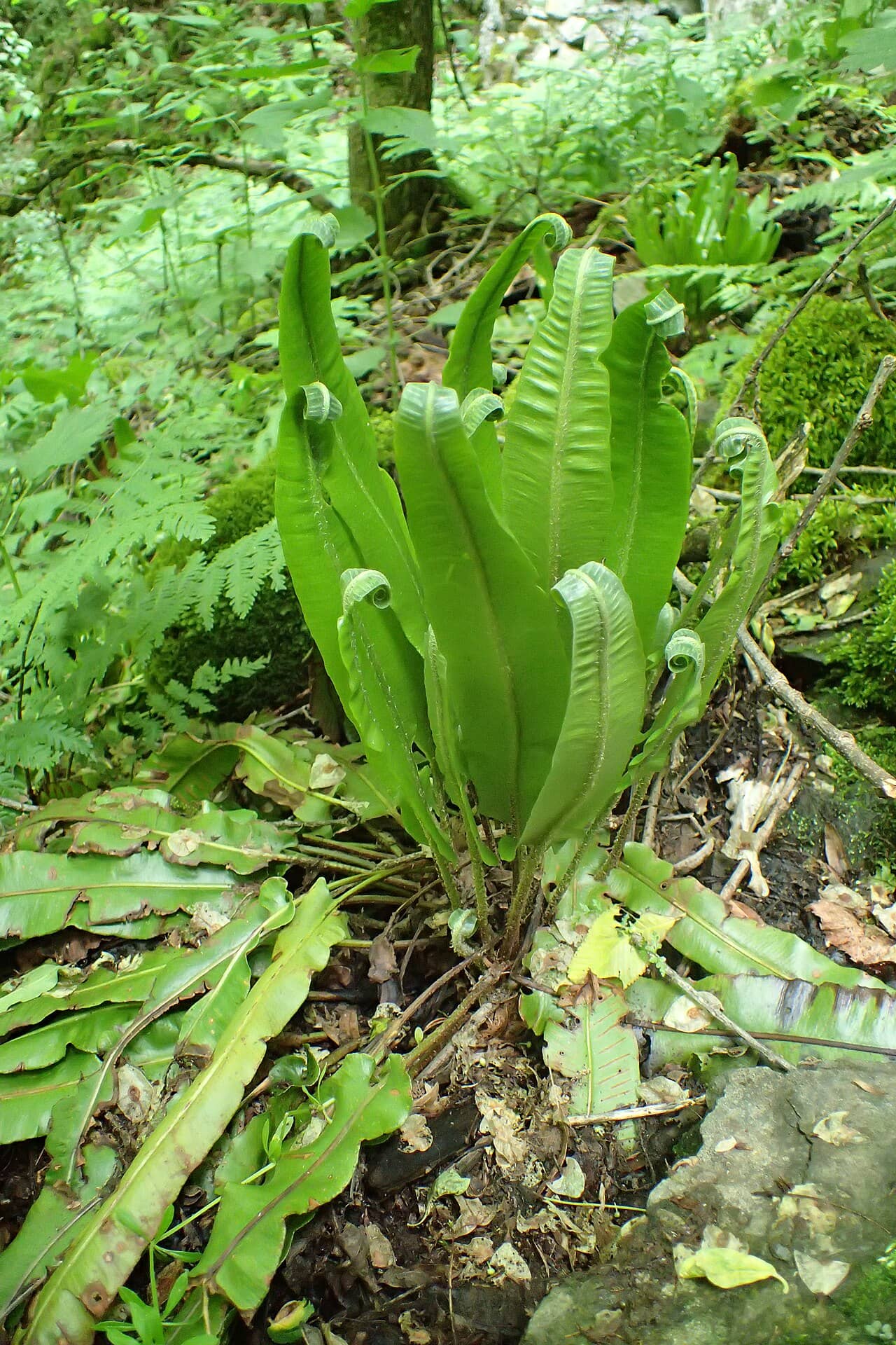 Hart's tongue fern (Asplenium scolopendrium) growing wild.