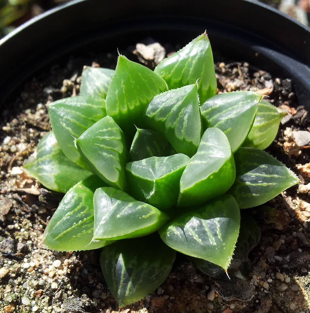 Cushion Aloe (Haworthia retusa), the whole plant.