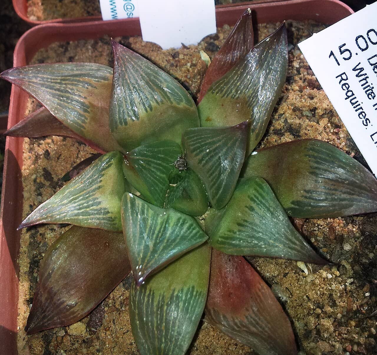 Close view of Cushion Aloe (Haworthia retusa) foliage.