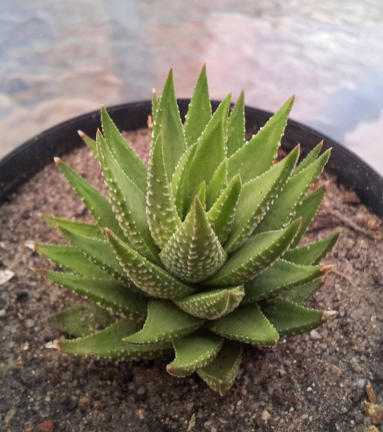 Little Zebra Plant (Haworthiopsis fasciata), the whole plant.