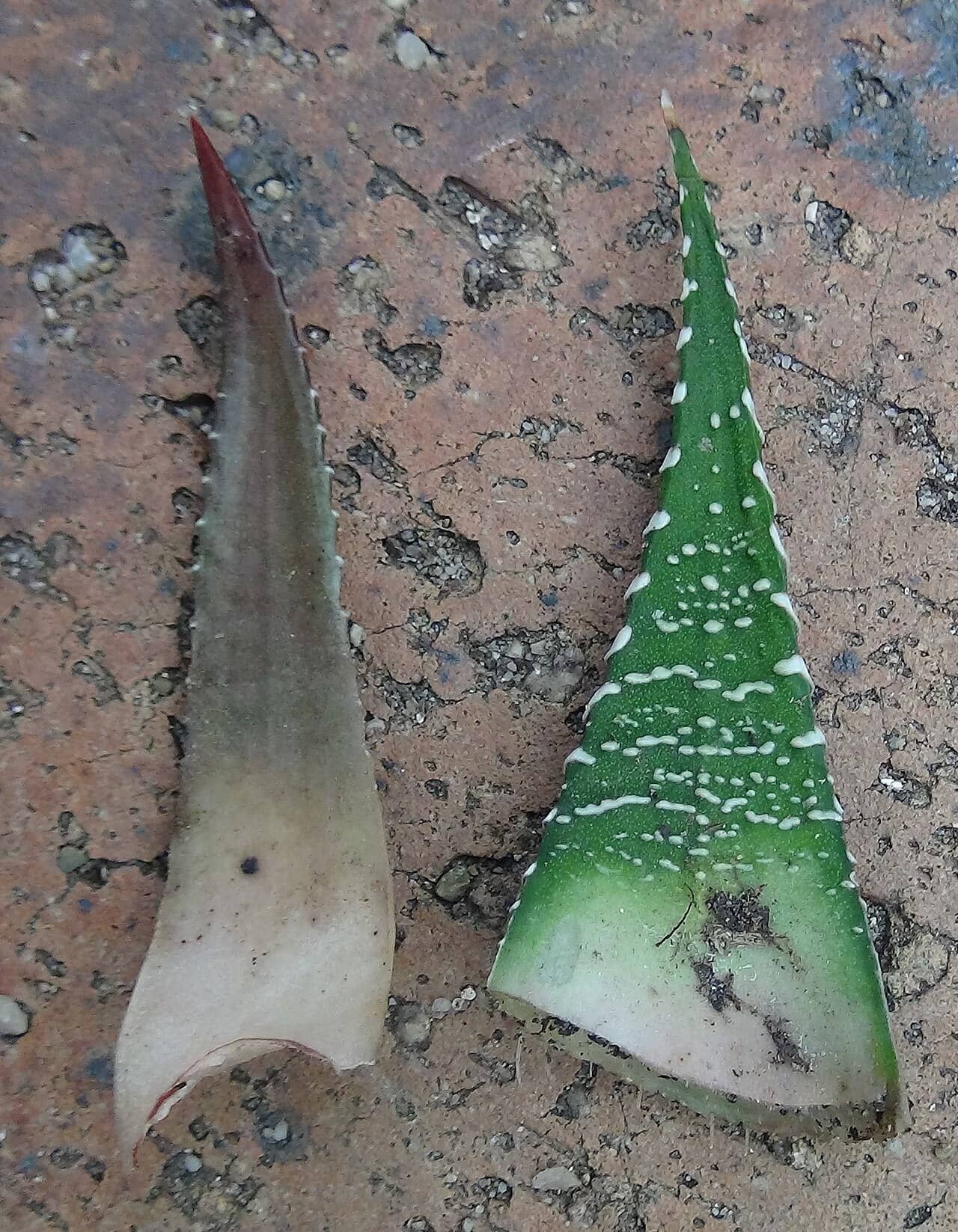 Close view of Little Zebra Plant (Haworthiopsis fasciata) foliage.