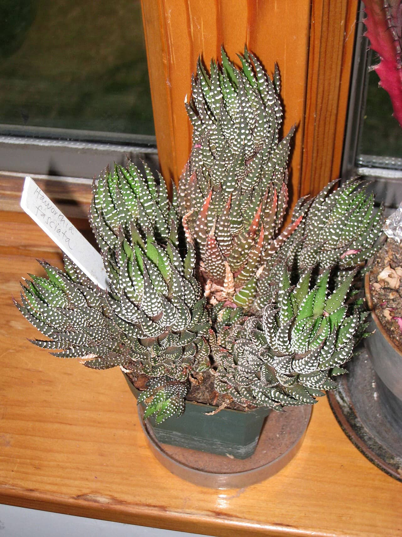 Little Zebra Plant (Haworthiopsis fasciata) growing in a pot.