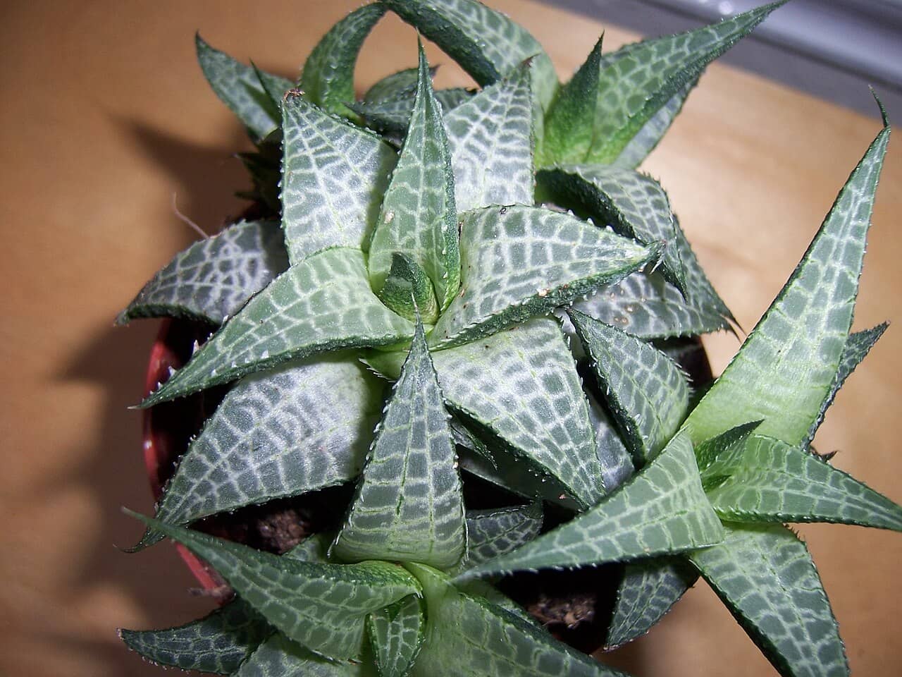 Alligator Plant (Haworthiopsis tessellata), the whole plant.