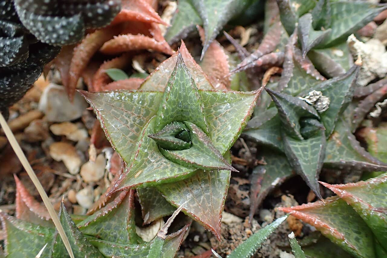 Close view of Alligator Plant (Haworthiopsis tessellata) foliage.