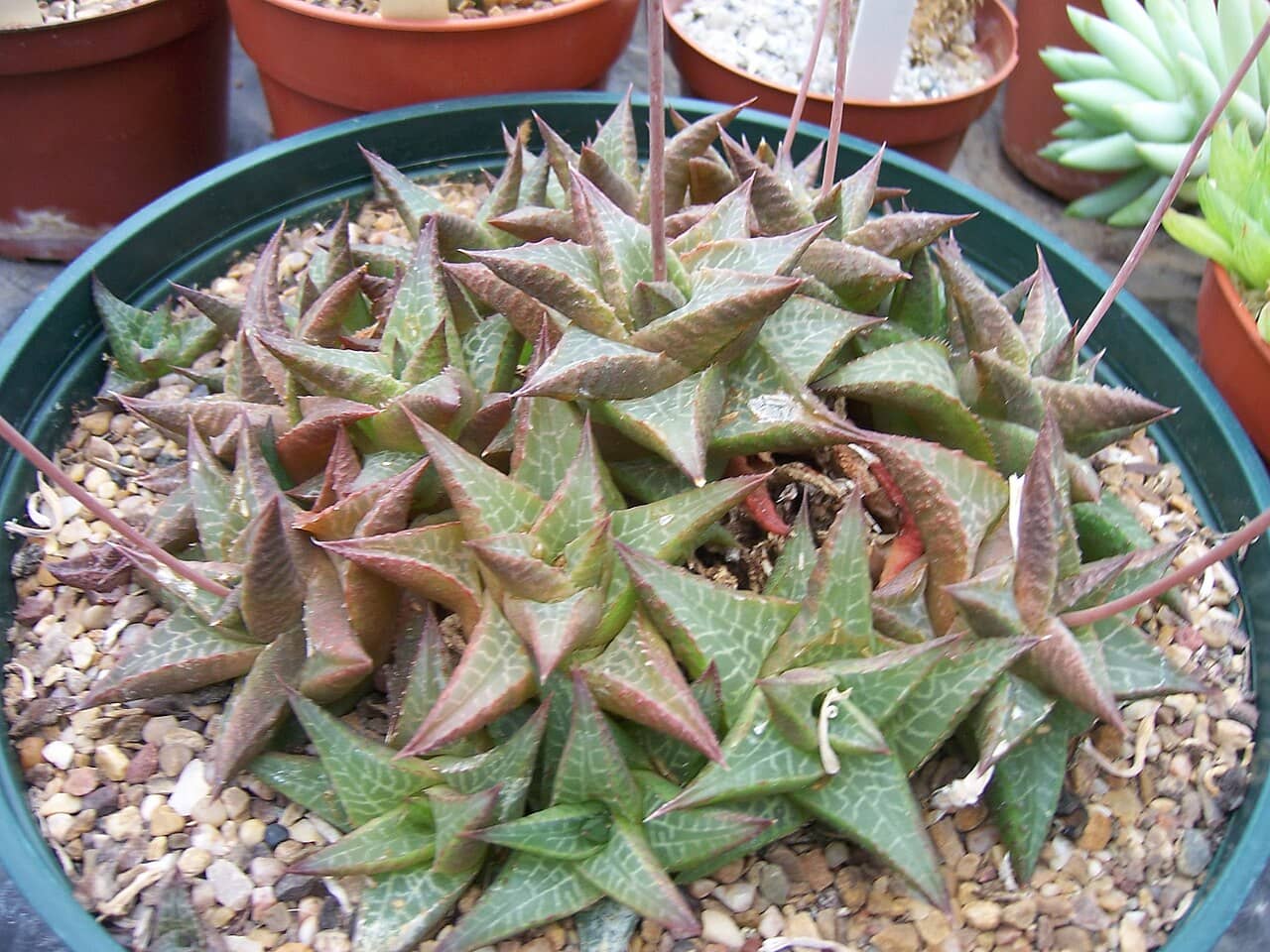 Alligator Plant (Haworthiopsis tessellata) growing in a pot.