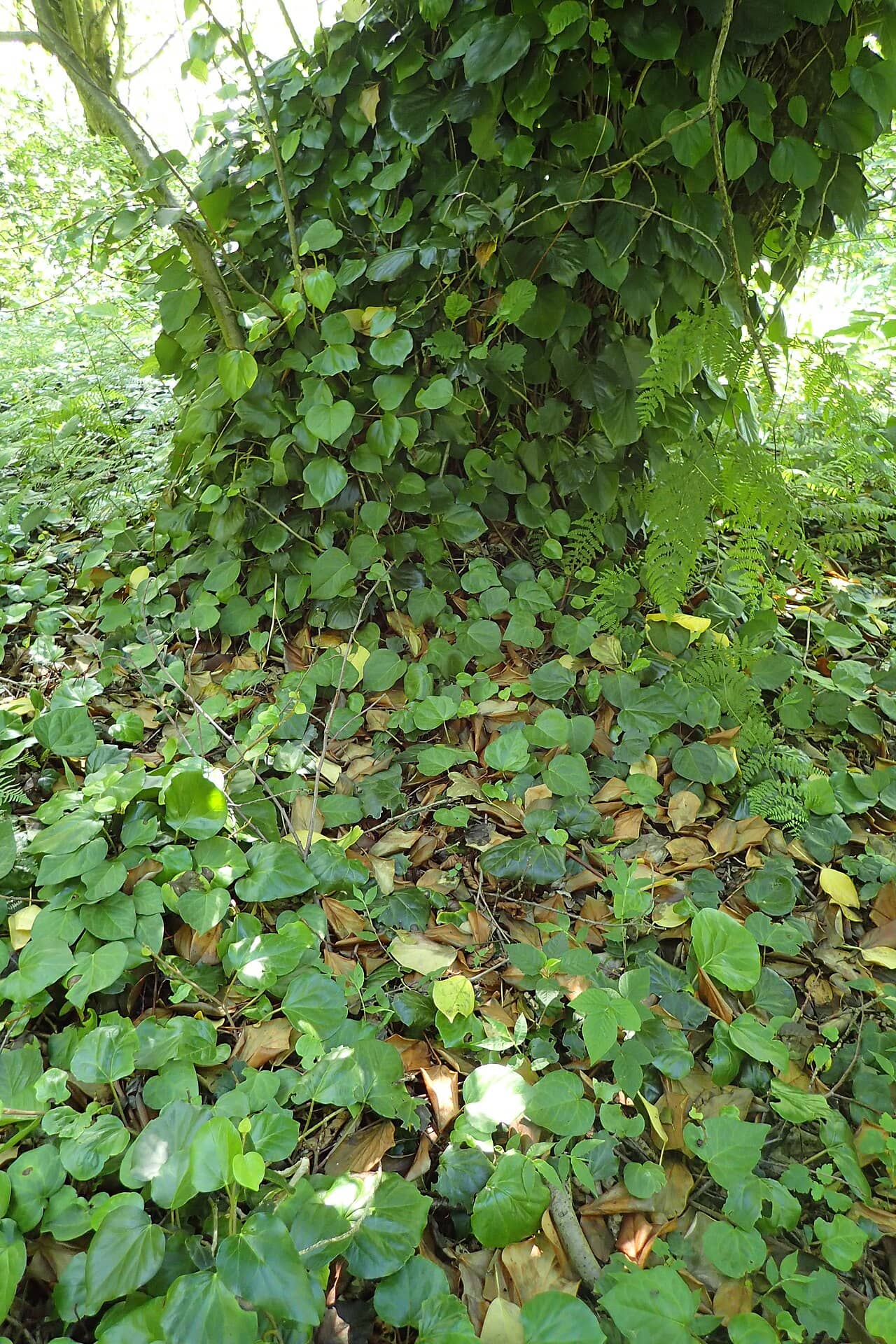 Hedera colchica (Hedera colchica), the whole plant.