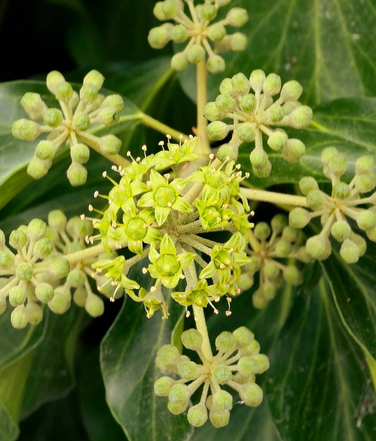 Flowers of Hedera colchica (Hedera colchica).
