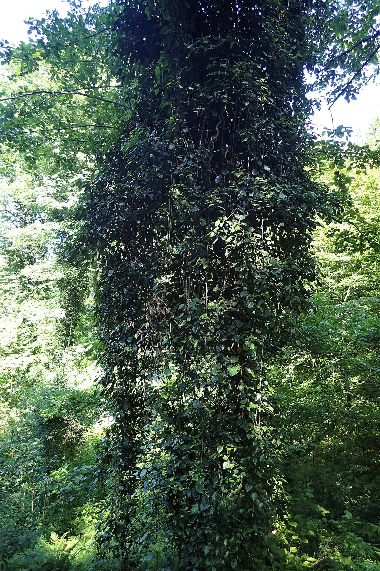 Hedera colchica (Hedera colchica) growing wild.