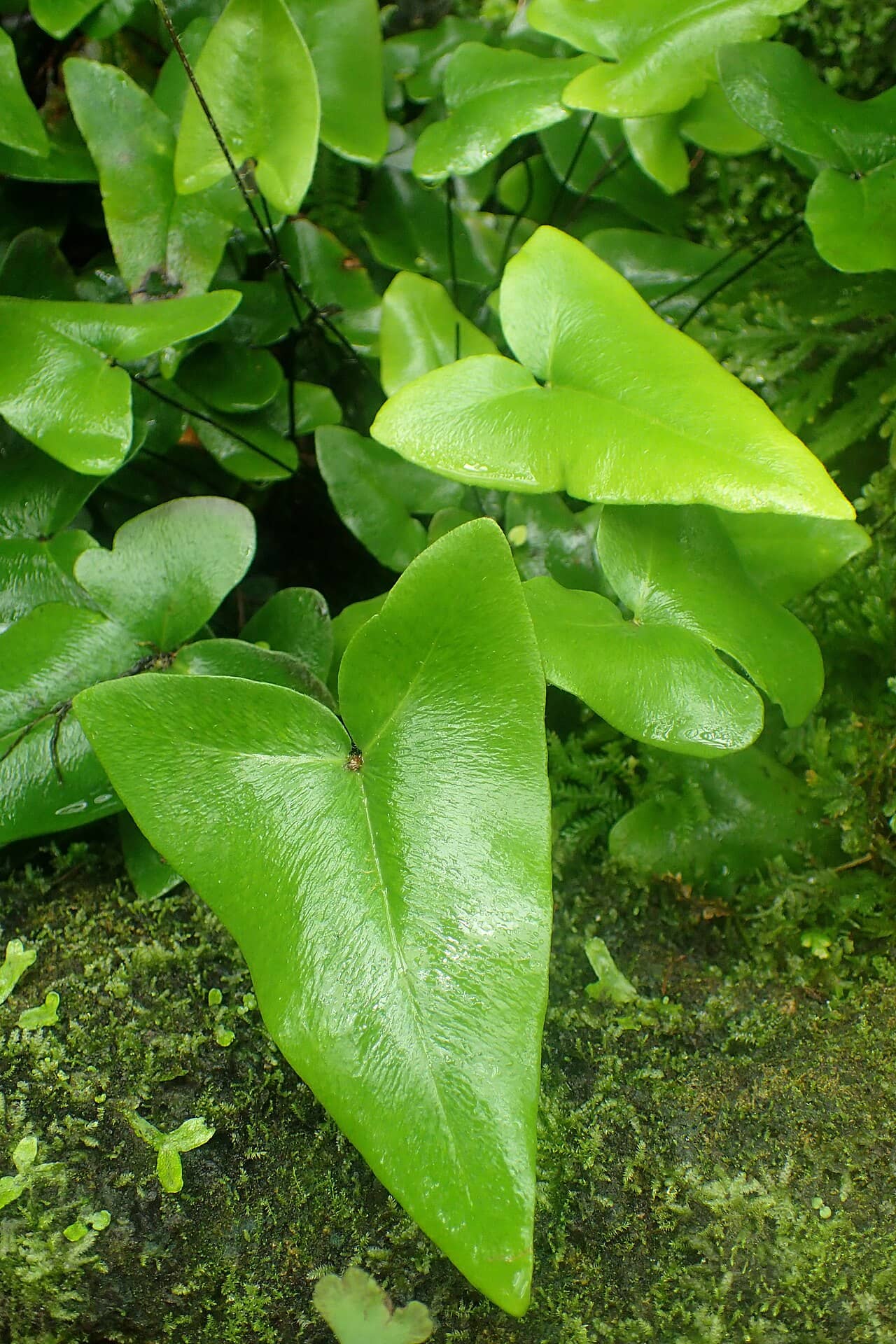 Heart Fern (Hemionitis arifolia), the whole plant.