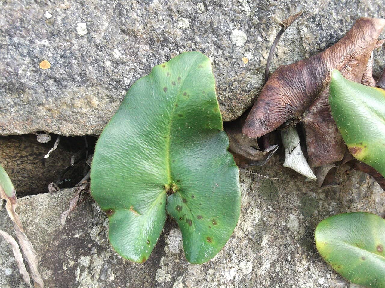 Close view of Heart Fern (Hemionitis arifolia) foliage.