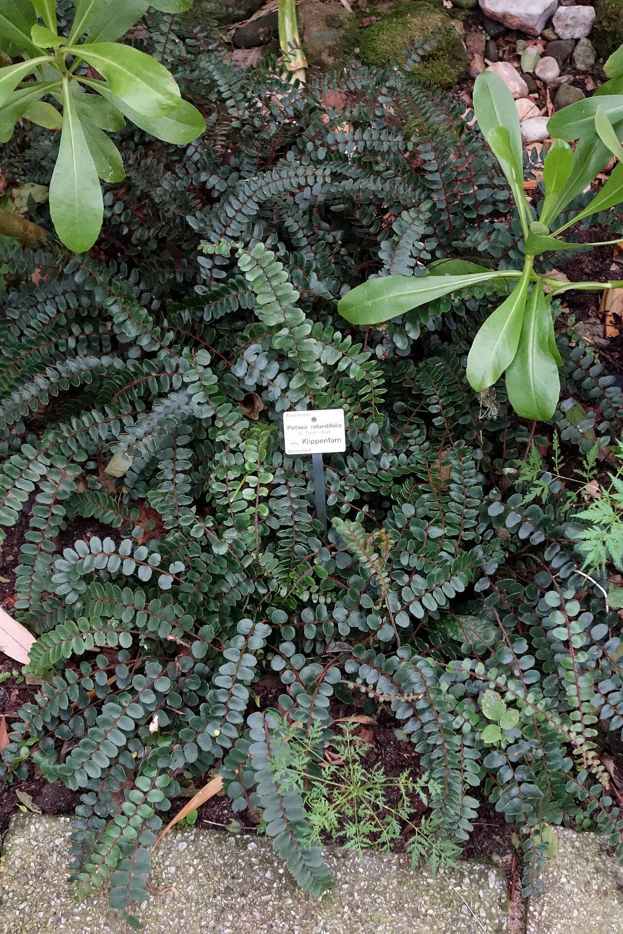 Button Fern (Hemionitis rotundifolia), the whole plant.