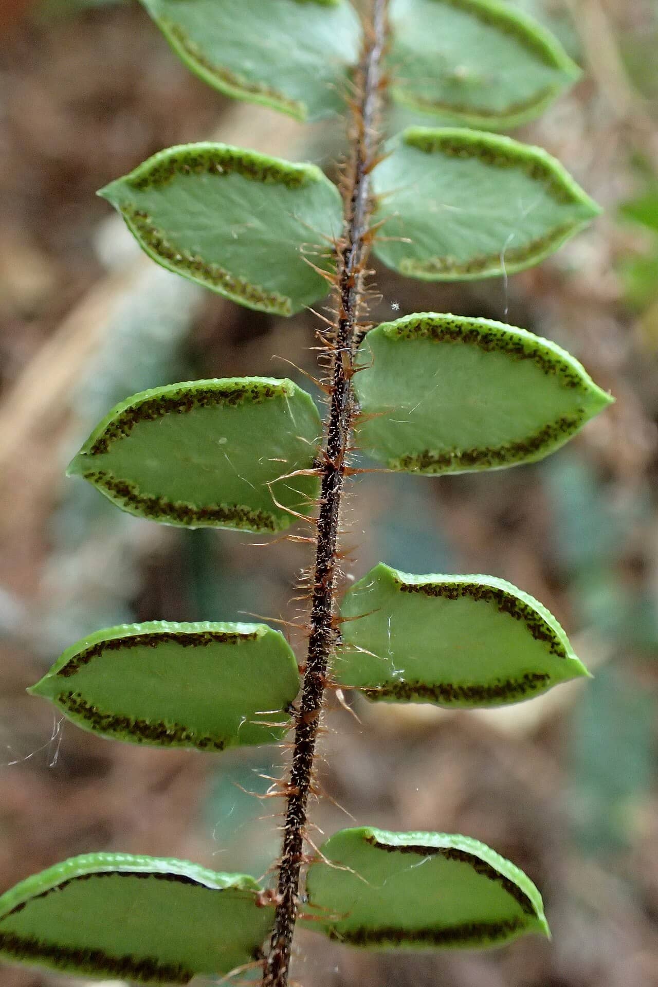 Close view of Button Fern (Hemionitis rotundifolia) foliage.