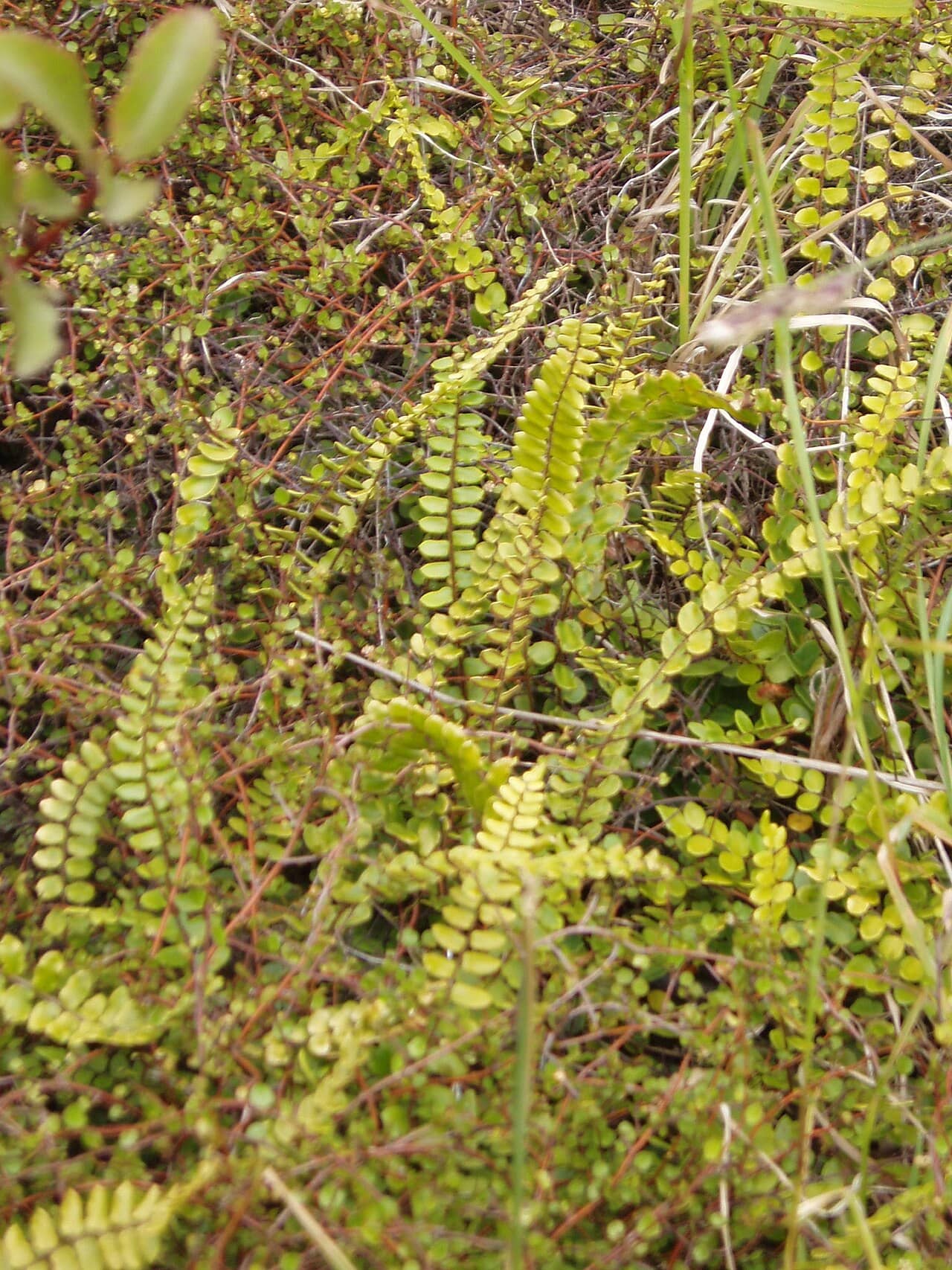 Button Fern (Hemionitis rotundifolia) growing wild.