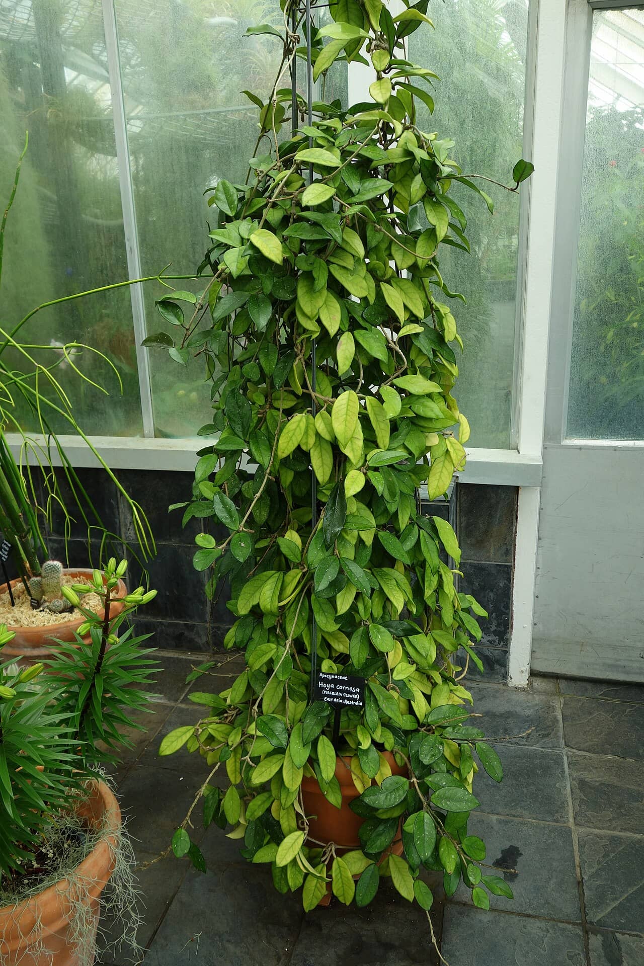 Hoya (Hoya carnosa), the whole plant.