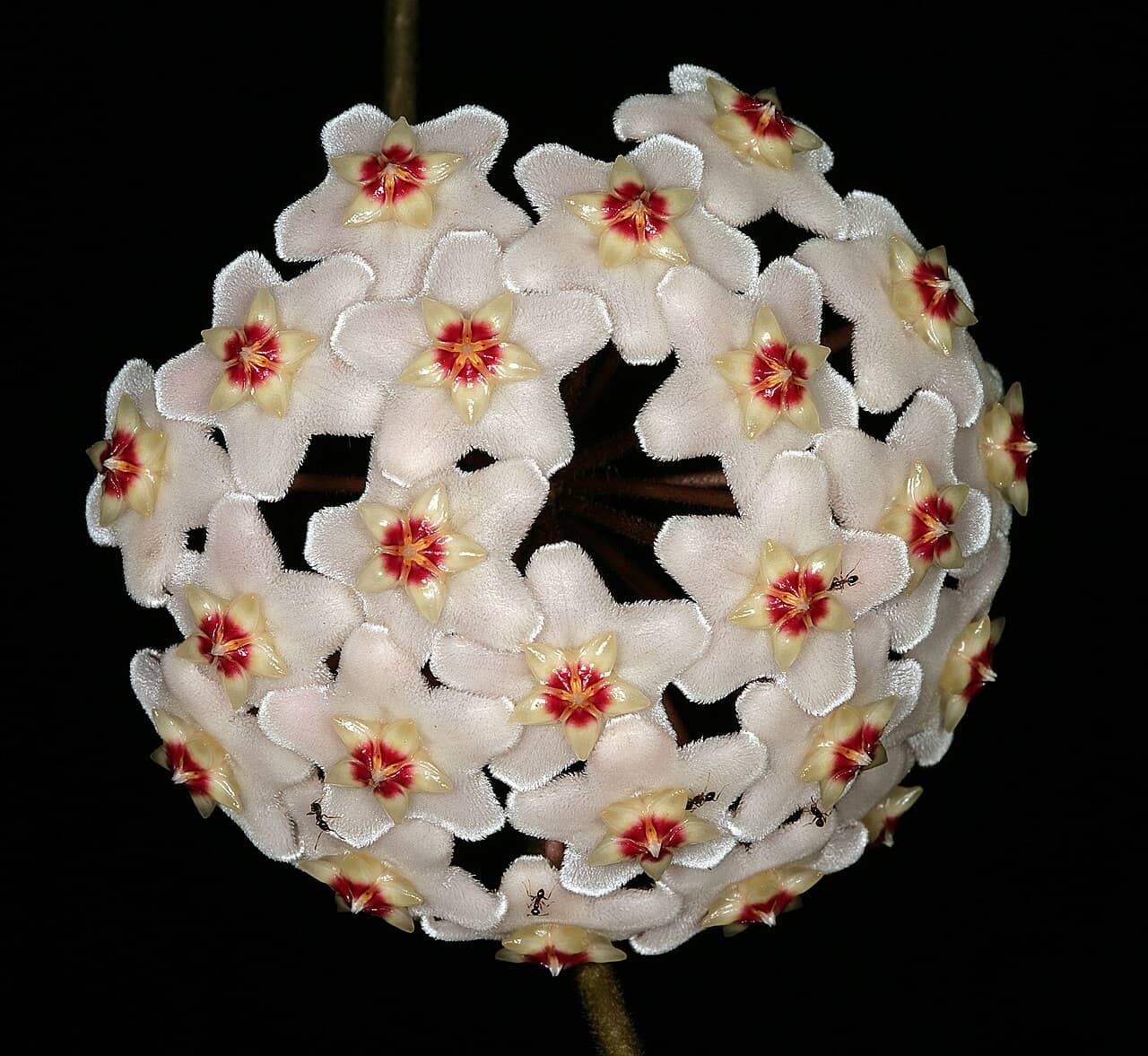 Flowers of Hoya (Hoya carnosa).