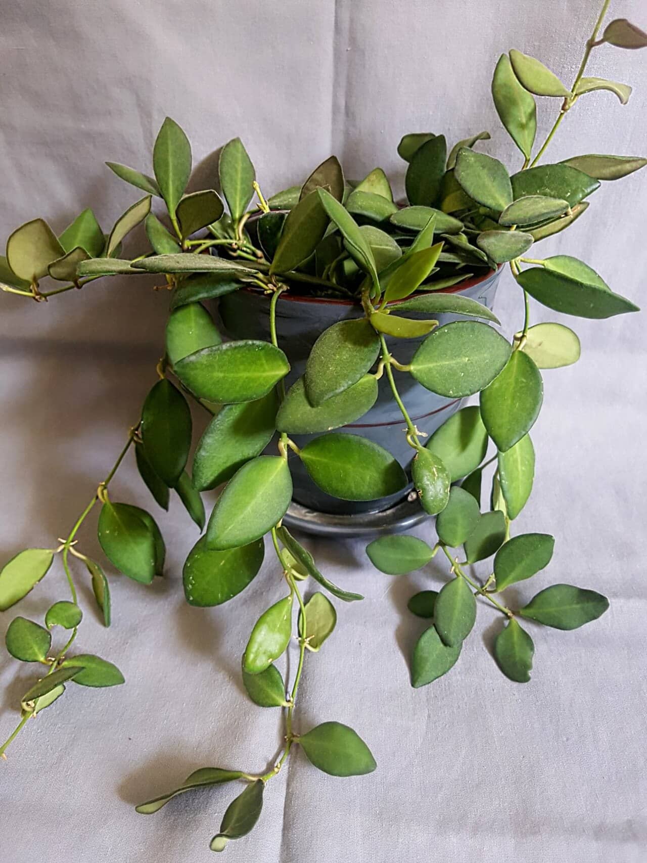 Hoya (Hoya carnosa) growing in a pot.