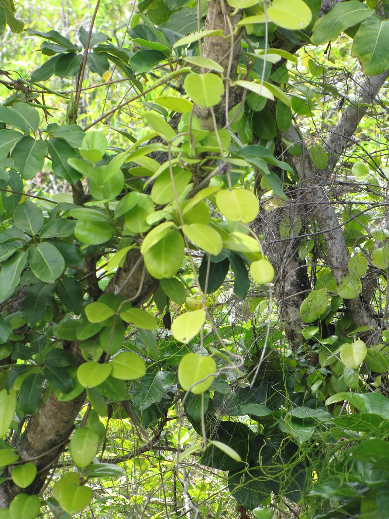Common Hoya (Hoya australis), the whole plant.