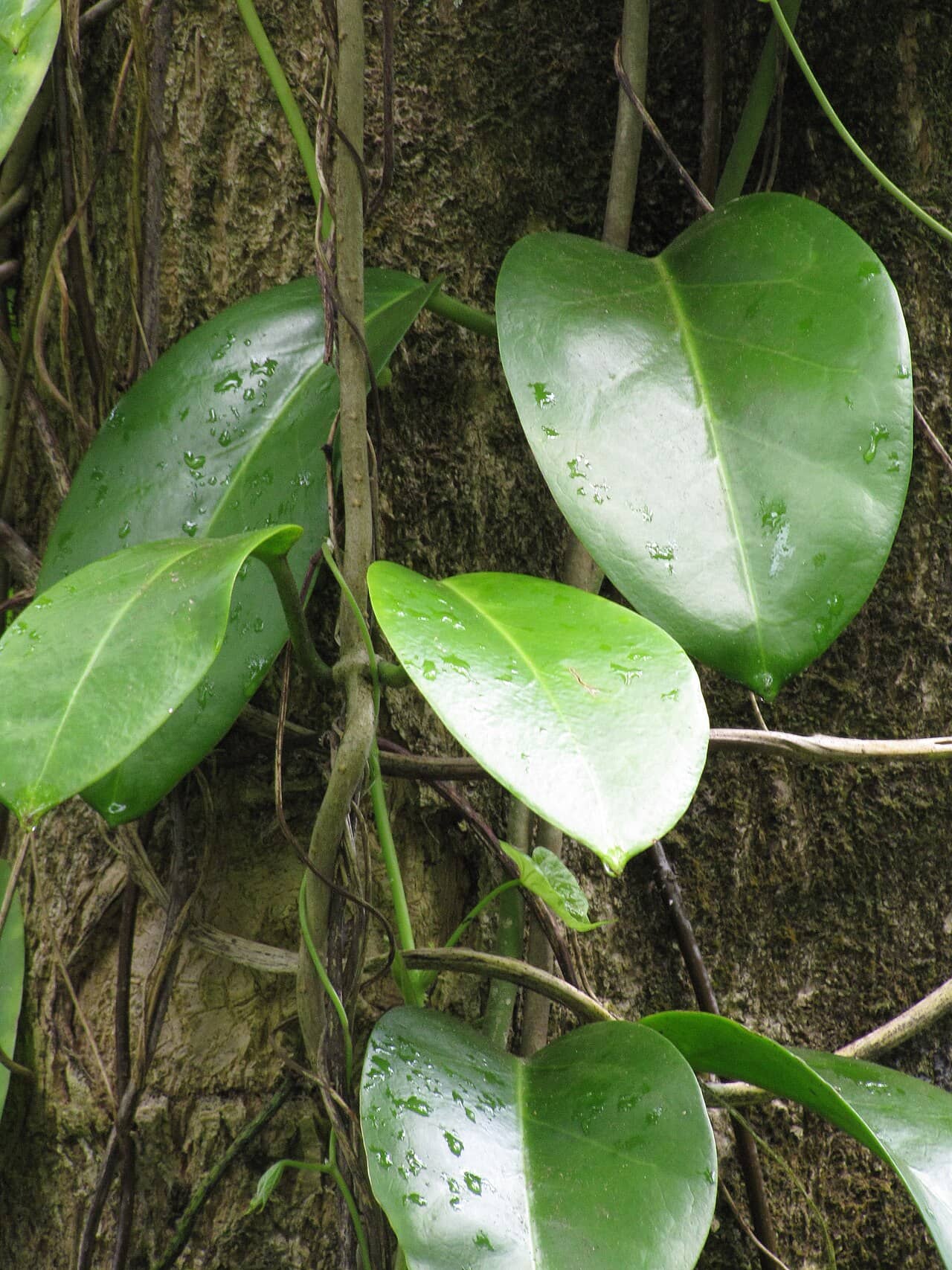 Close view of Common Hoya (Hoya australis) foliage.