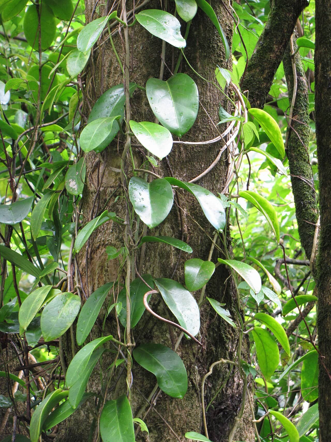 Common Hoya (Hoya australis) growing wild.
