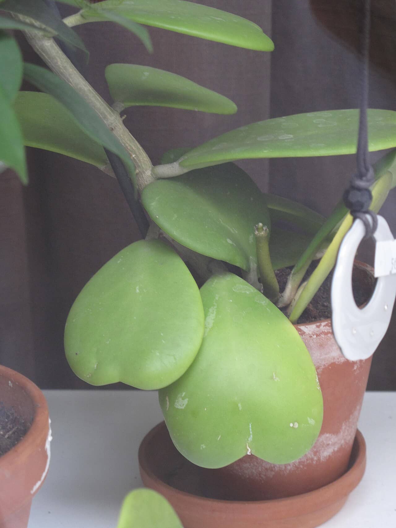 Lucky Heart Plant (Hoya kerrii), the whole plant.