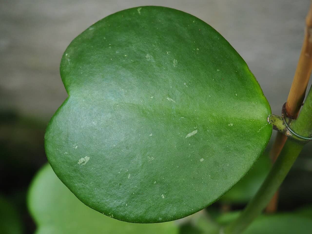 Close view of Lucky Heart Plant (Hoya kerrii) foliage.
