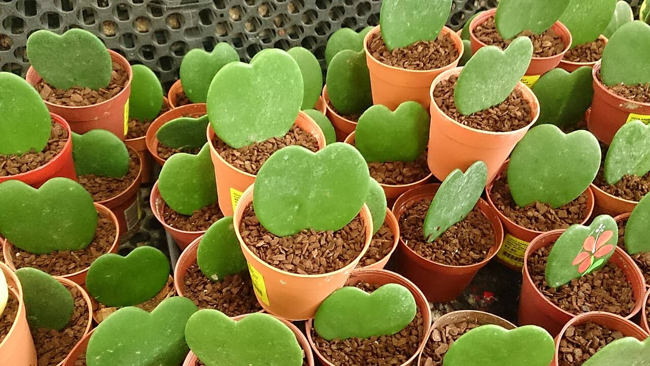 Lucky Heart Plant (Hoya kerrii) growing in a pot.