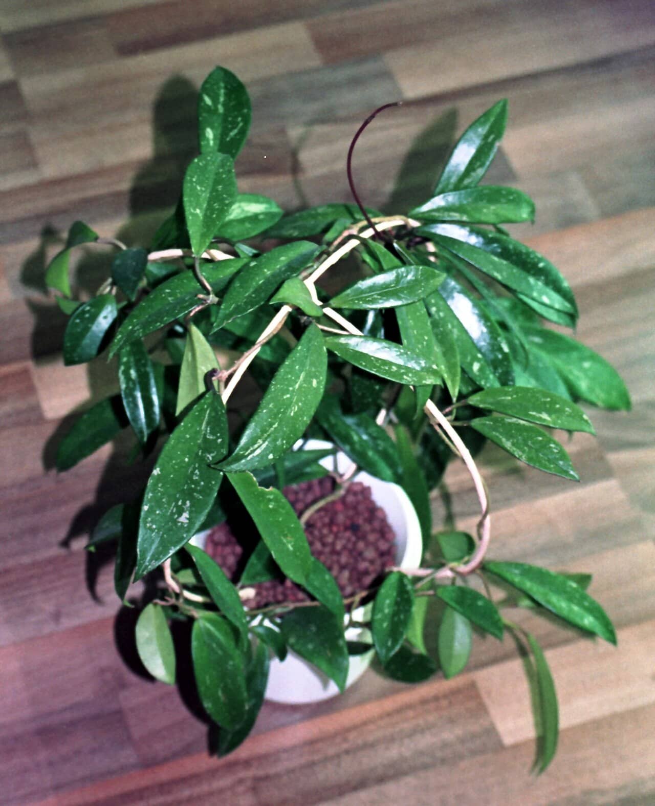 Pink Silver (Hoya pubicalyx), the whole plant.