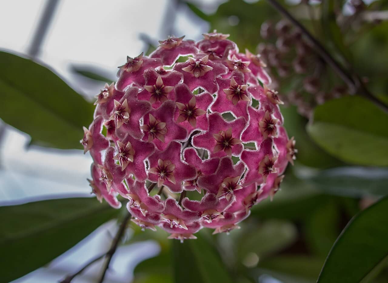 Flowers of Pink Silver (Hoya pubicalyx).