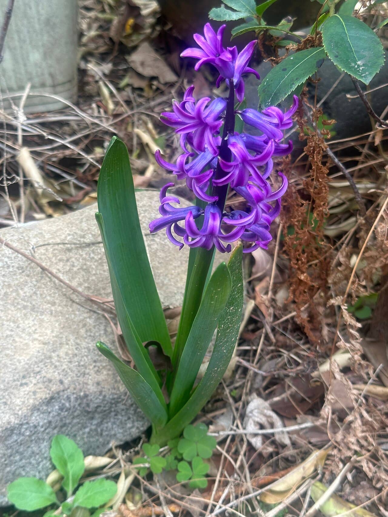 Hyacinth (Hyacinthus orientalis), the whole plant.
