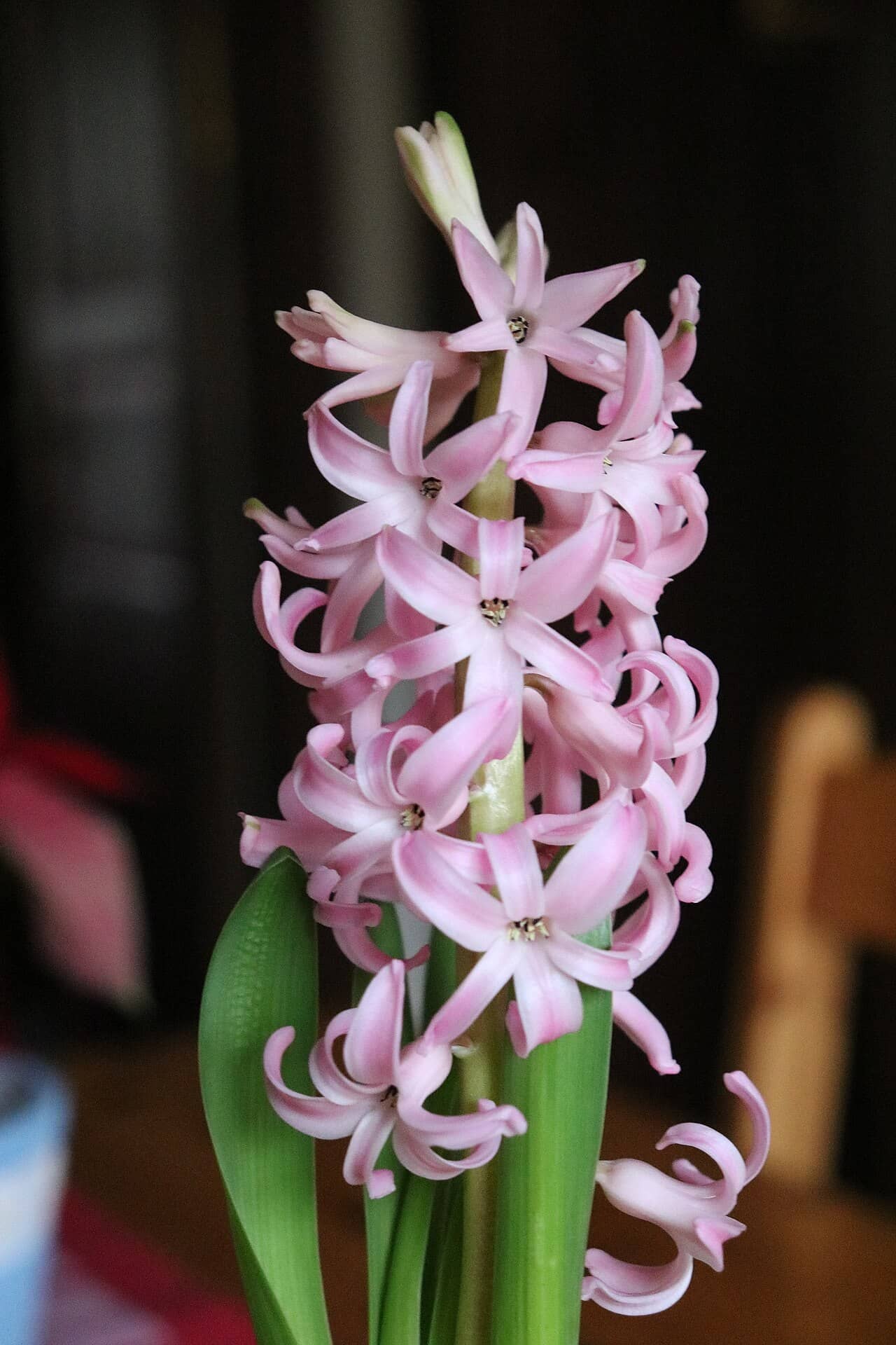 Flowers of Hyacinth (Hyacinthus orientalis).