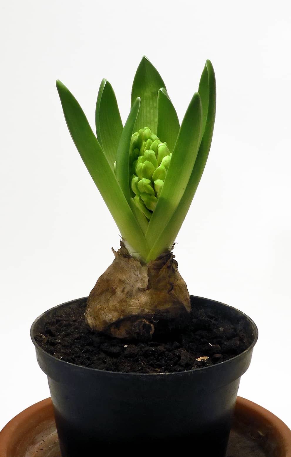 Hyacinth (Hyacinthus orientalis) growing in a pot.