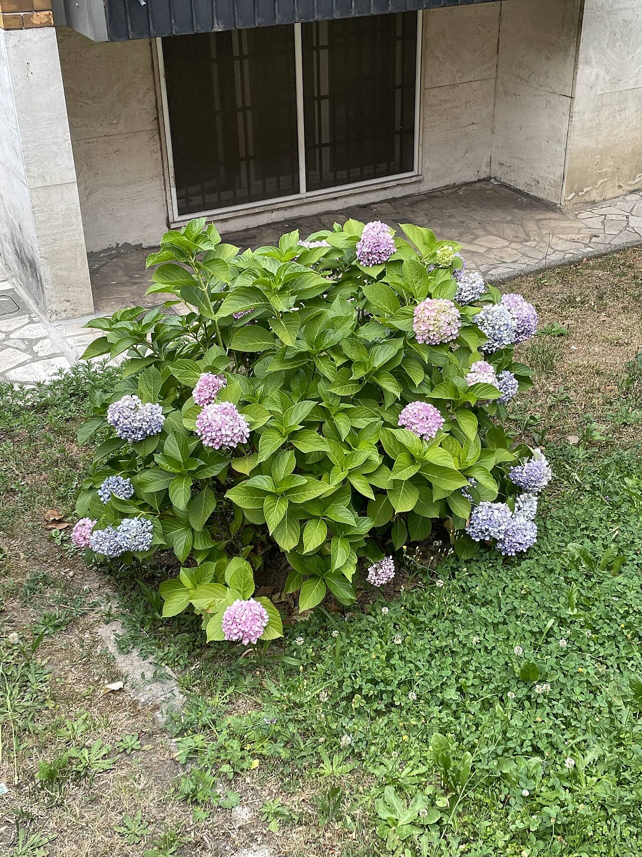 Bigleaf hydrangea (Hydrangea macrophylla), the whole plant.