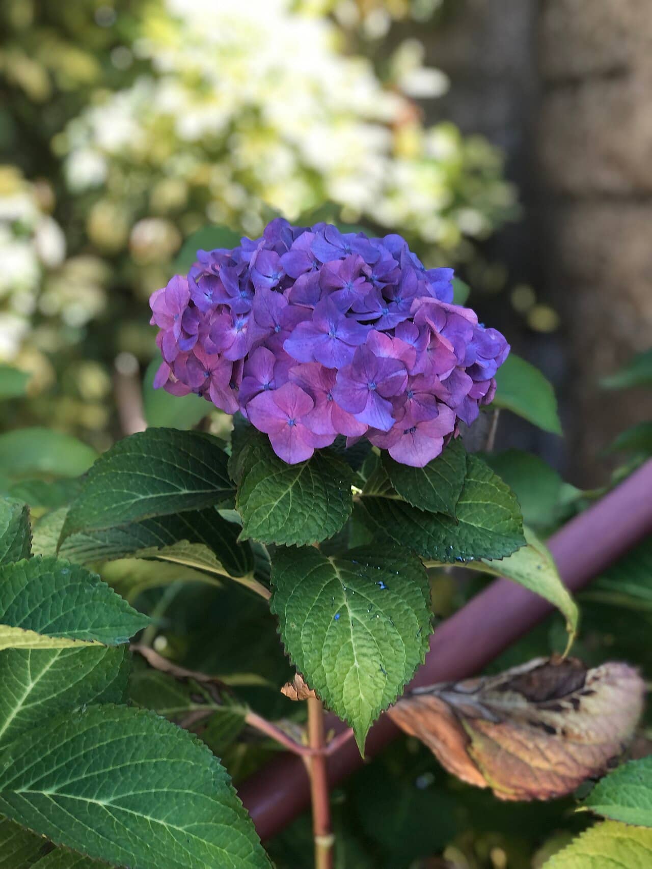 Flowers of Bigleaf hydrangea (Hydrangea macrophylla).