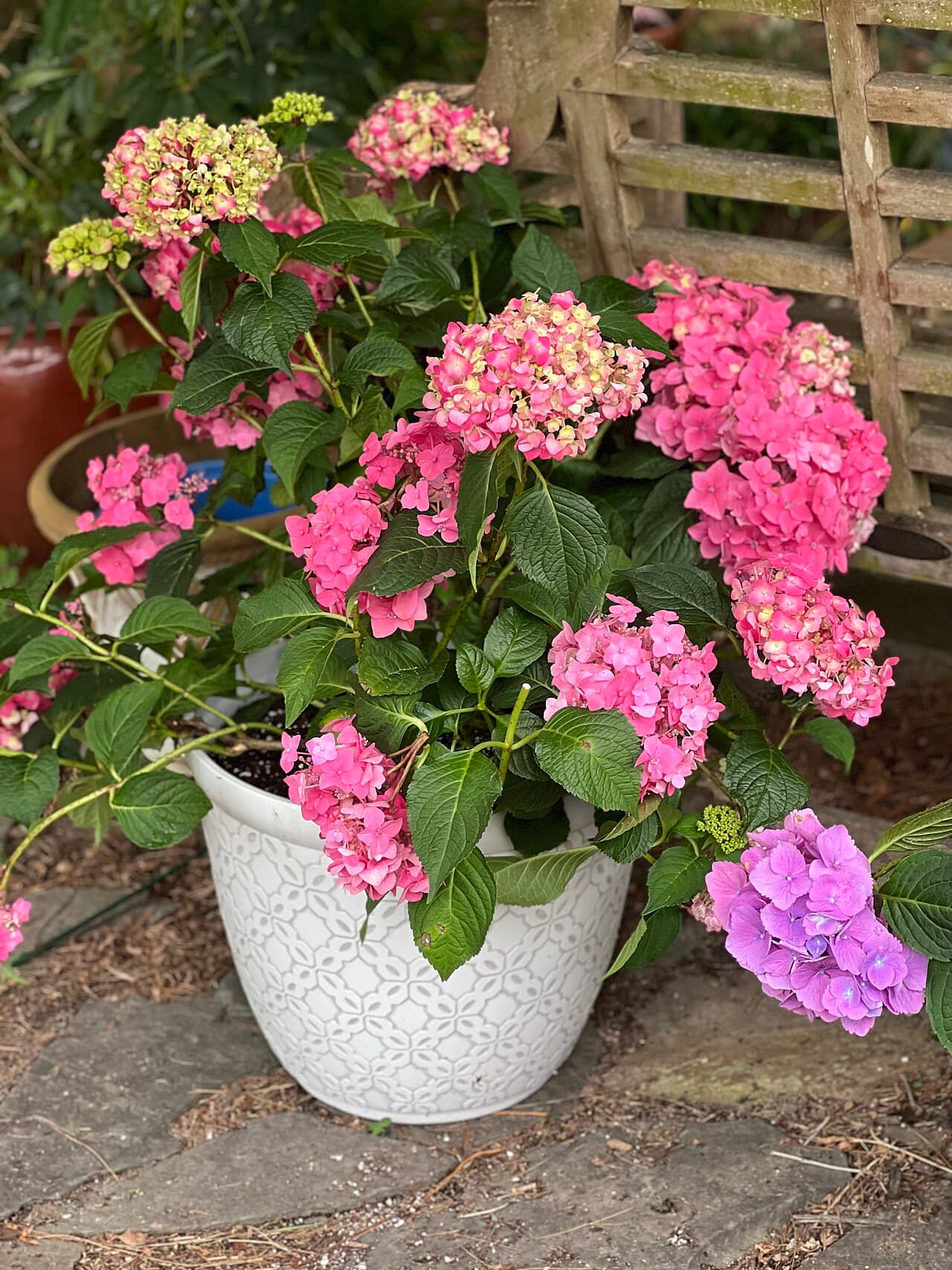 Bigleaf hydrangea (Hydrangea macrophylla) growing in a pot.