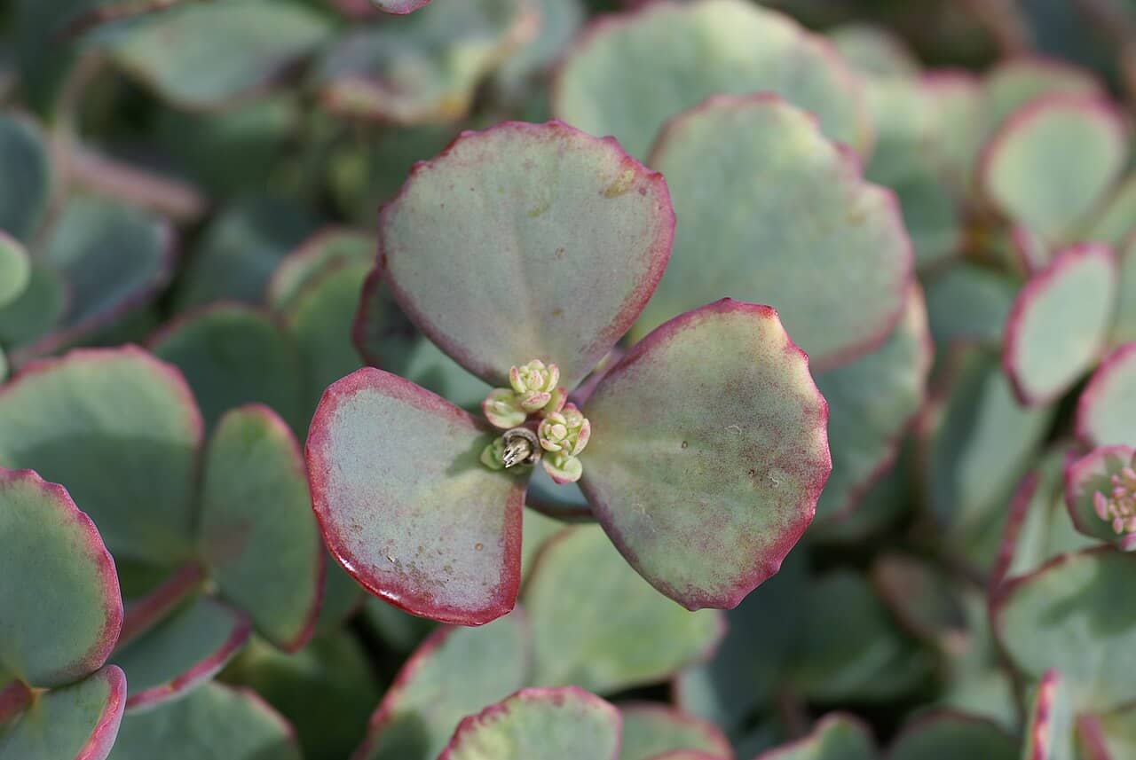 Close view of Hylotelephium sieboldii (Hylotelephium sieboldii) foliage.