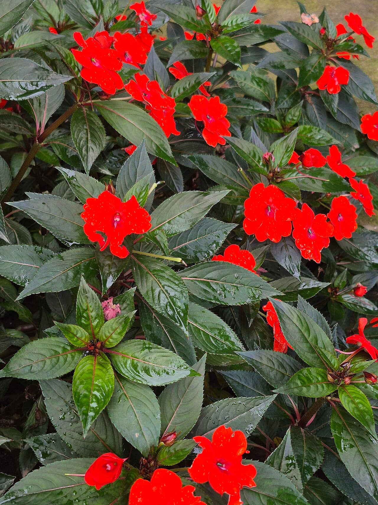 Impatiens hawkeri (Impatiens hawkeri), the whole plant.