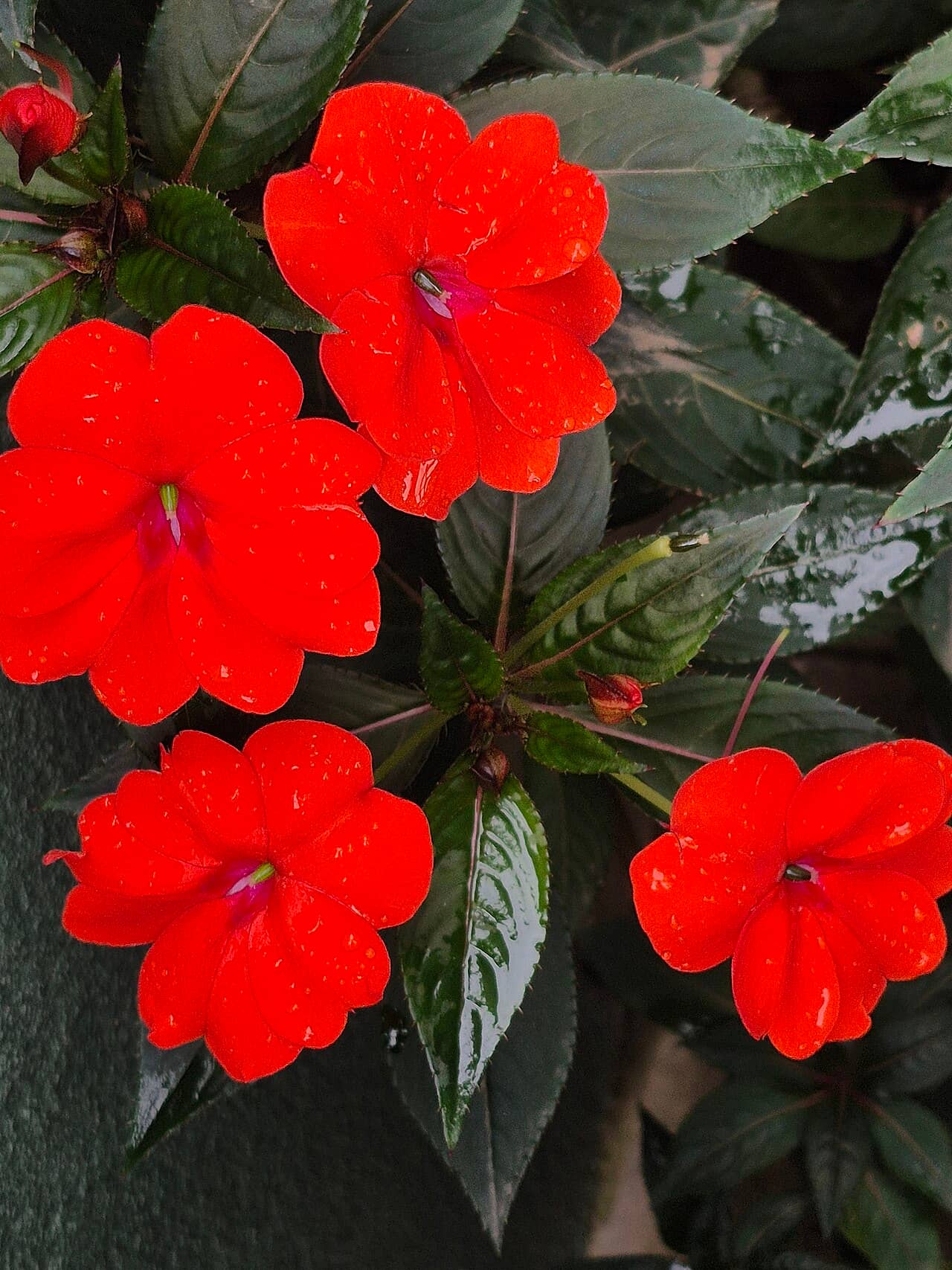 Flowers of Impatiens hawkeri (Impatiens hawkeri).